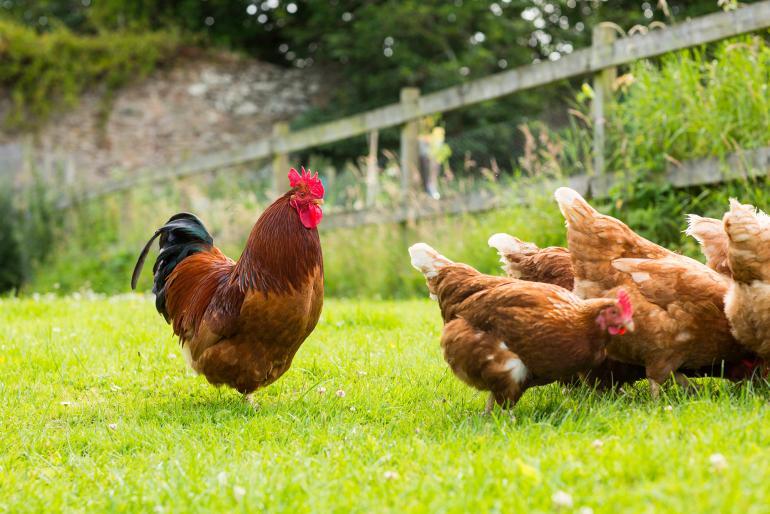 pollo ruspante perche e preferibile mangiare un pollo allevato all aperto - grand chef evolution