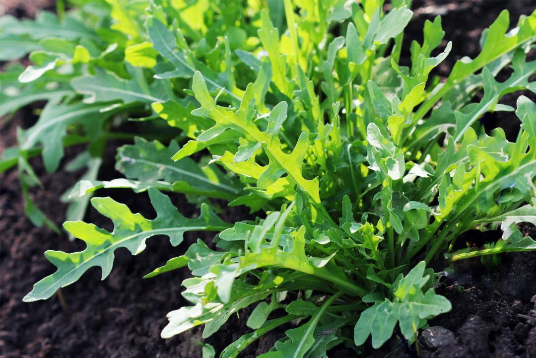 Utilizzo delle erbe spontanee in cucina