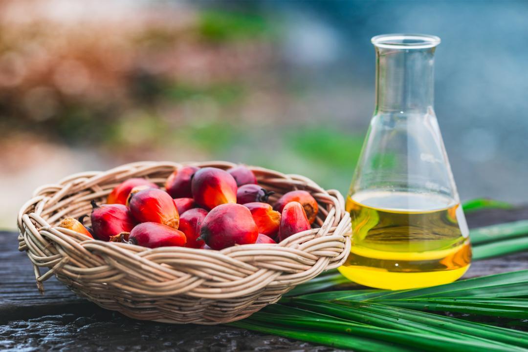 Perché l'olio di palma non fa bene?