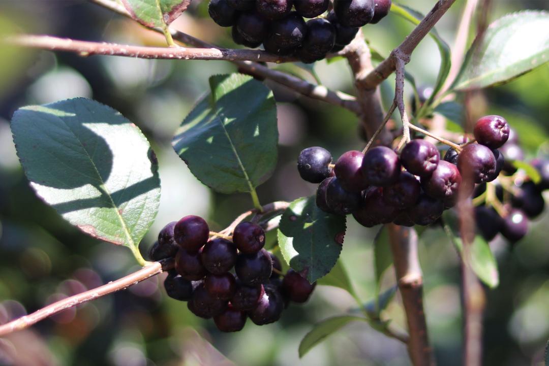 Le straordinarie proprietà delle bacche di Acai