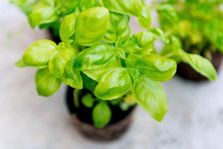 quali sono le proprieta del basilico - grand chef evolution