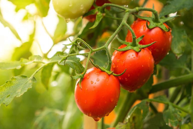 alla scoperta delle proprieta del pomodoro