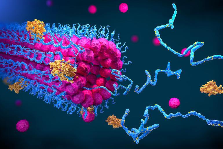 cosa sono le proteine e quali funzioni svolgono grand chef evolution