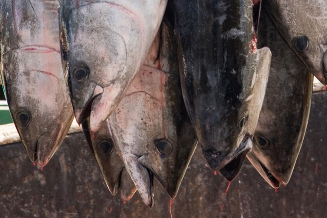 Tonno di Carloforte: l'eccellenza del tonno sardo