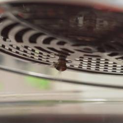 petto-di-pollo-alla-pizzaiola---